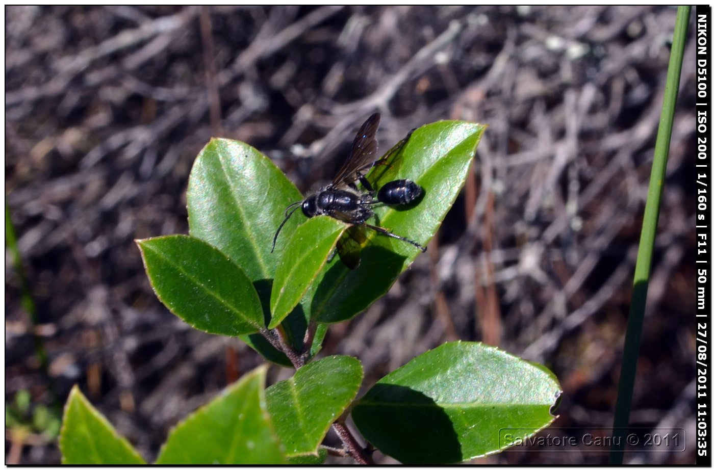 Isodontia mexicana (Sphecidae)