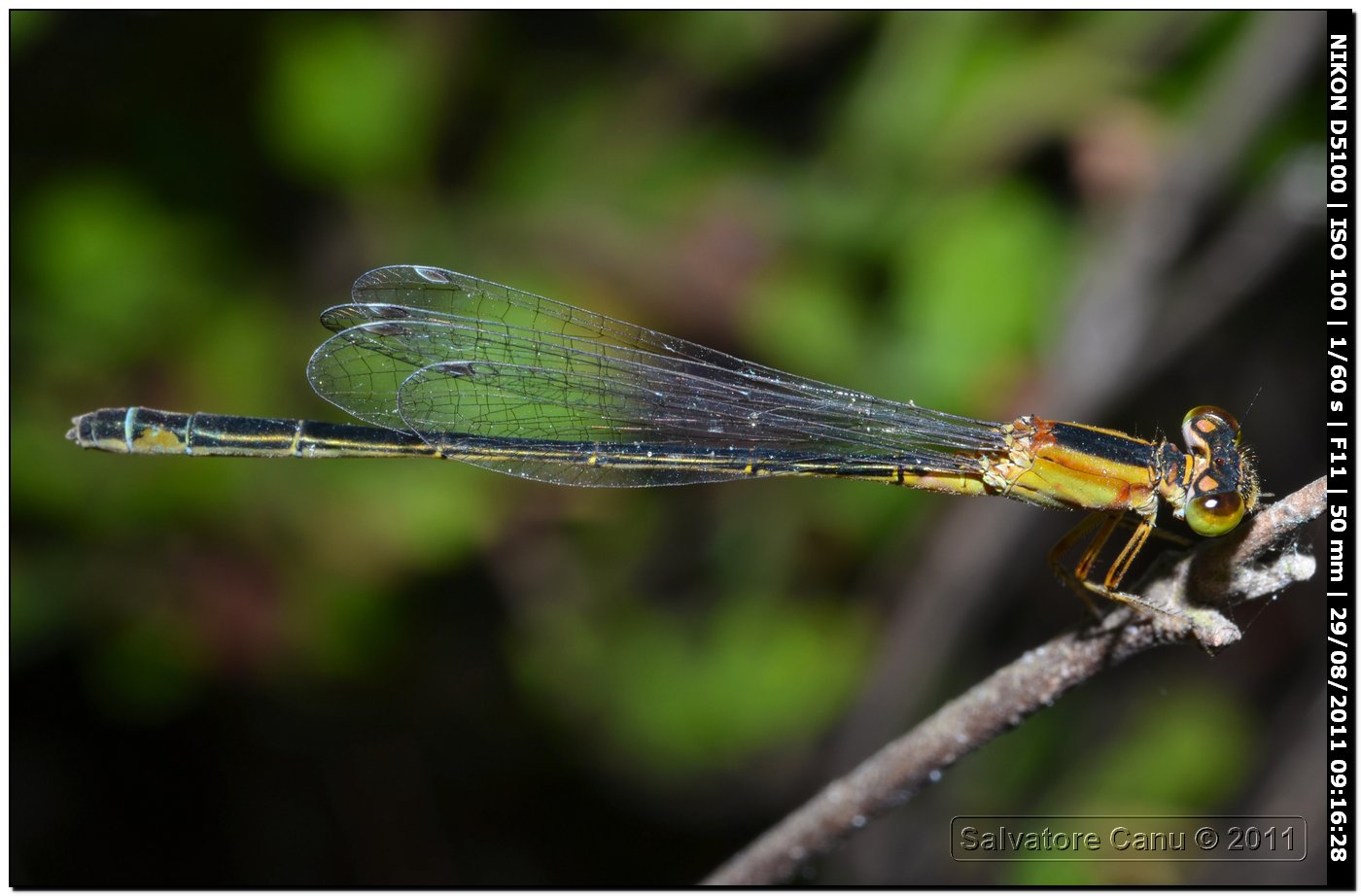 Ischinura genei & Erythromma viridulum