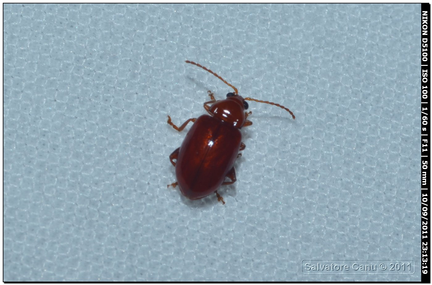 Coleottero da id, ca. 5mm (Neocrepidodera ferruginea?)