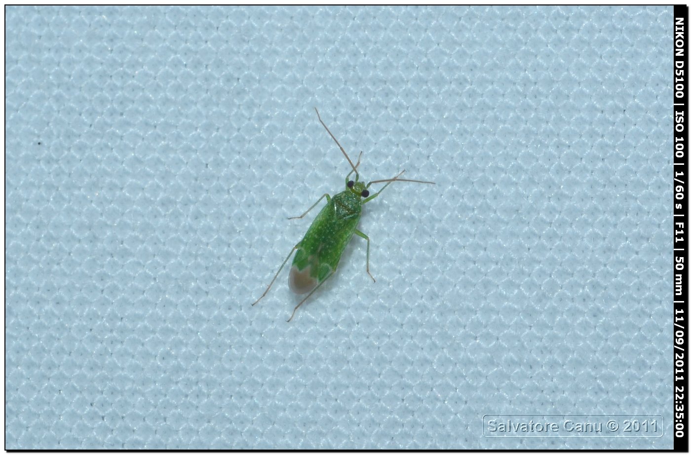 Altro Miridae da id.