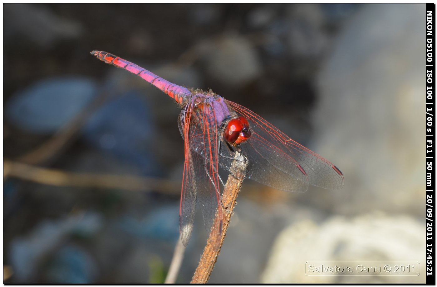 Trithemis annulata ♂