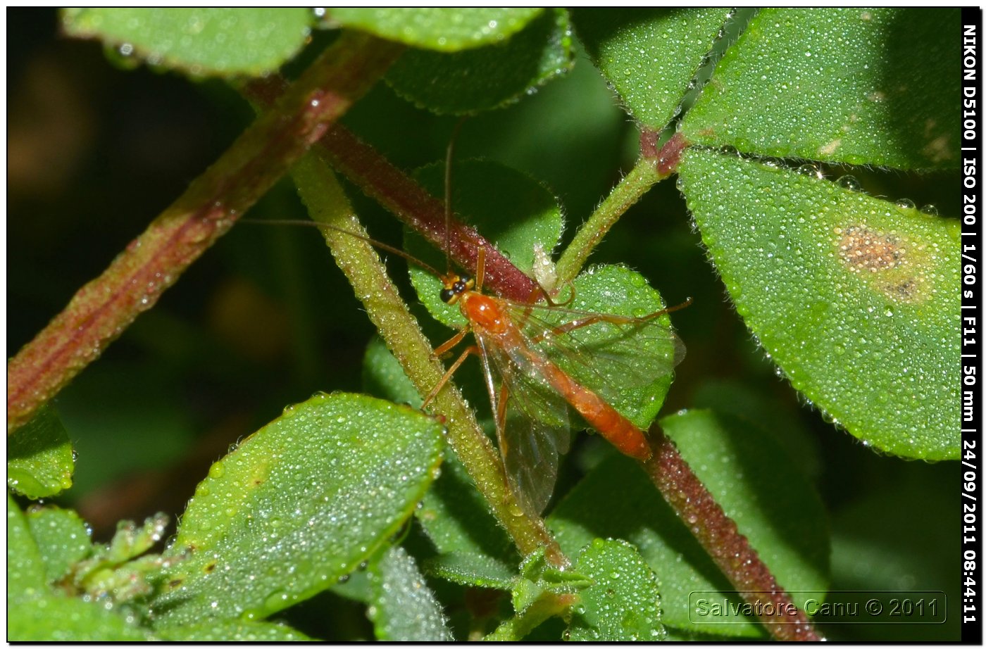 Ichneumonidae, Enicospilus sp.?