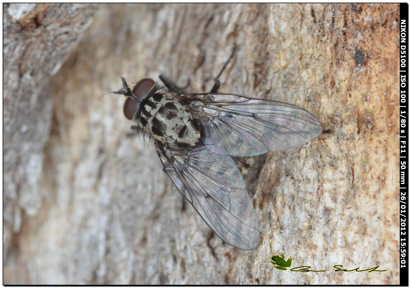 Phaonia trimaculata