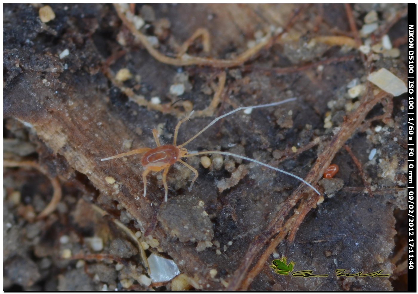 Linopodes sp. su ovatura di?