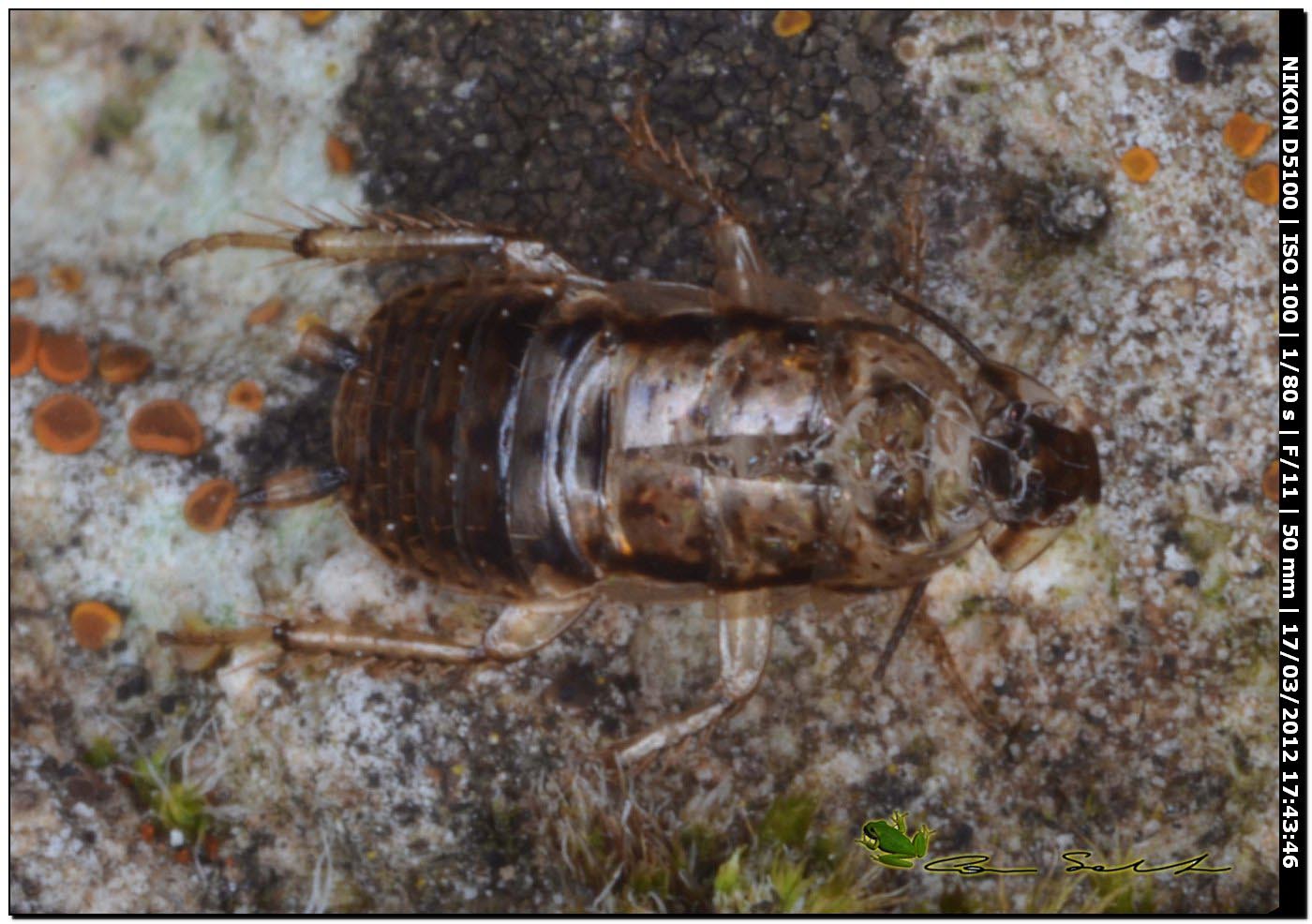 Probabile Phyllodromica sp. (Blattellidae)??