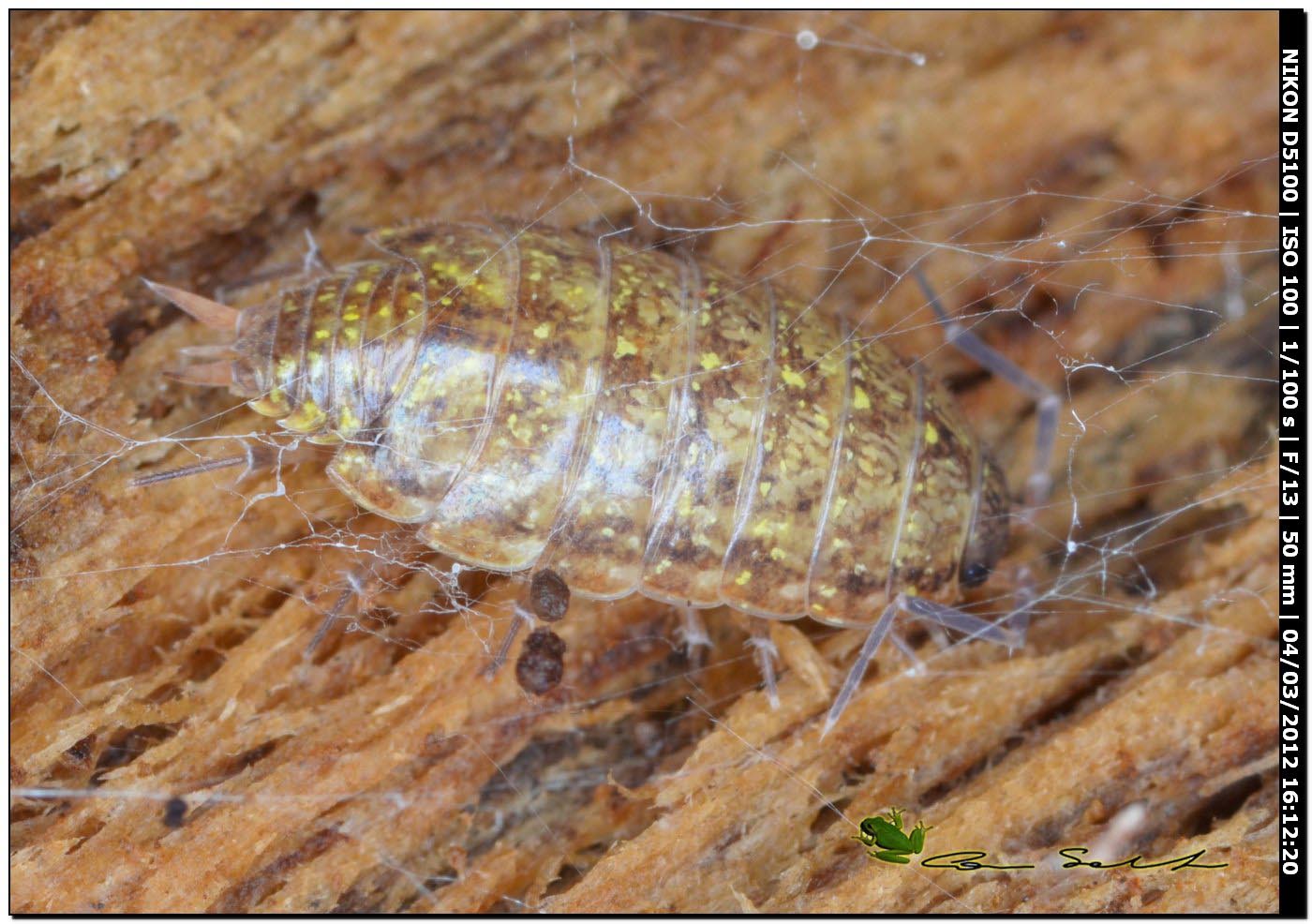 Philoscia affinis da Platamona