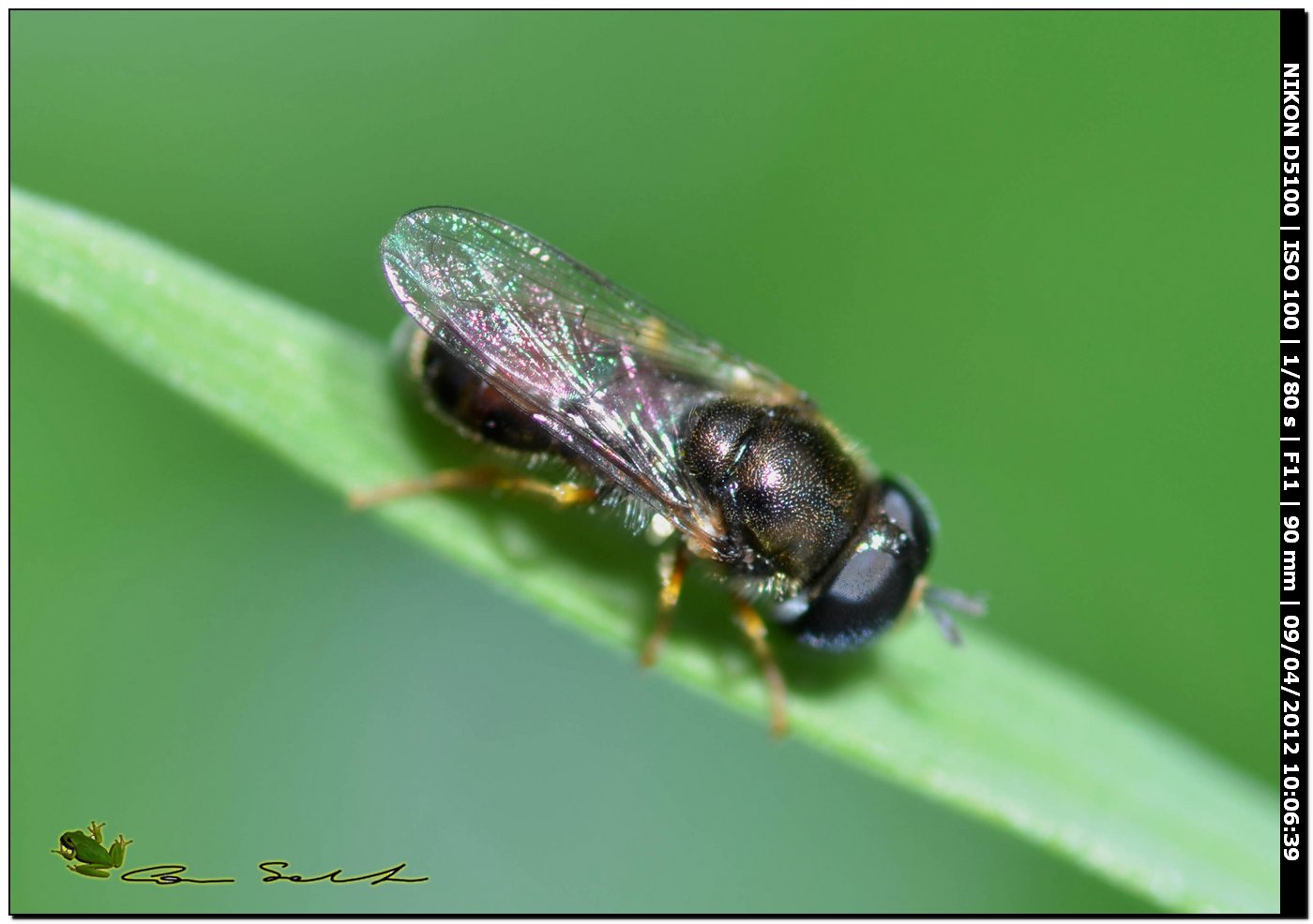 Stratiomyidae? da Usini