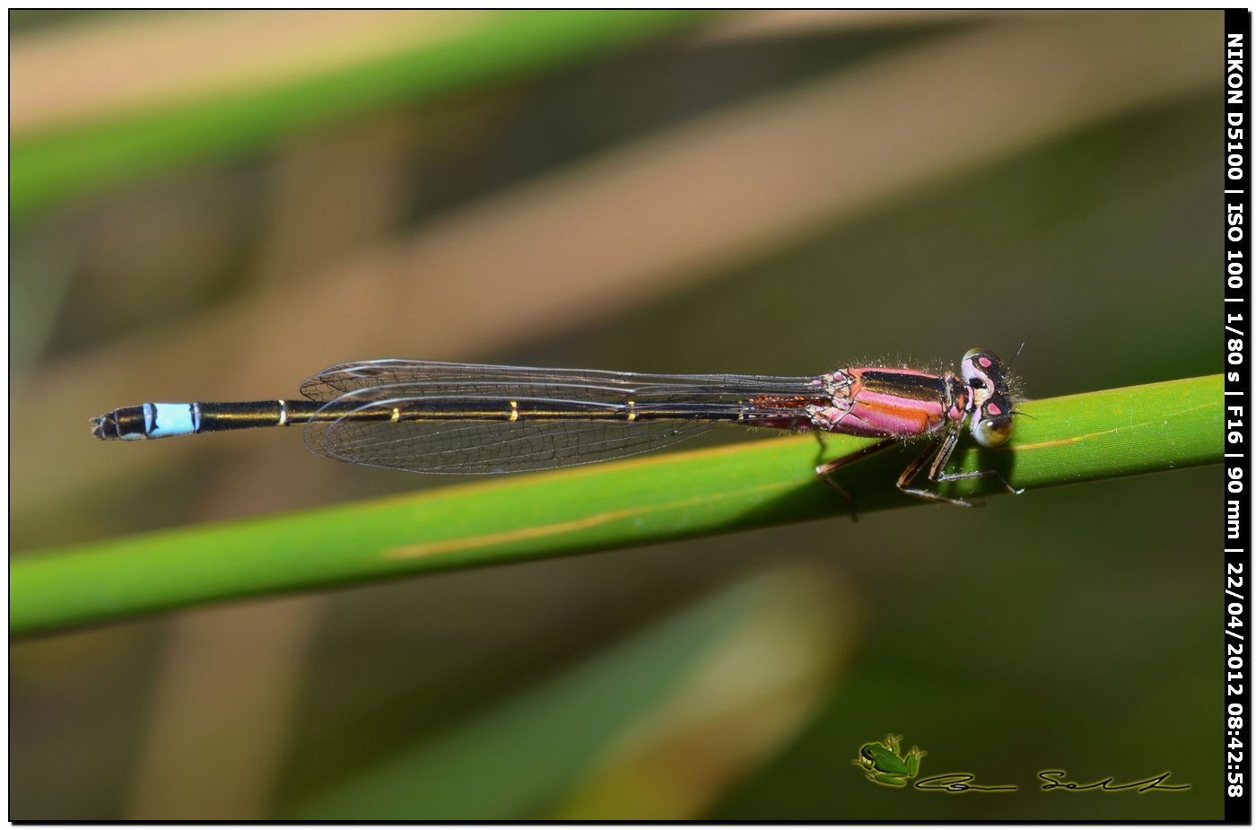 Ischnura genei