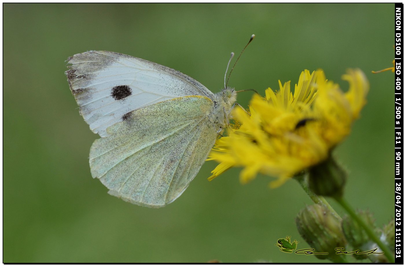 Pieris rapae