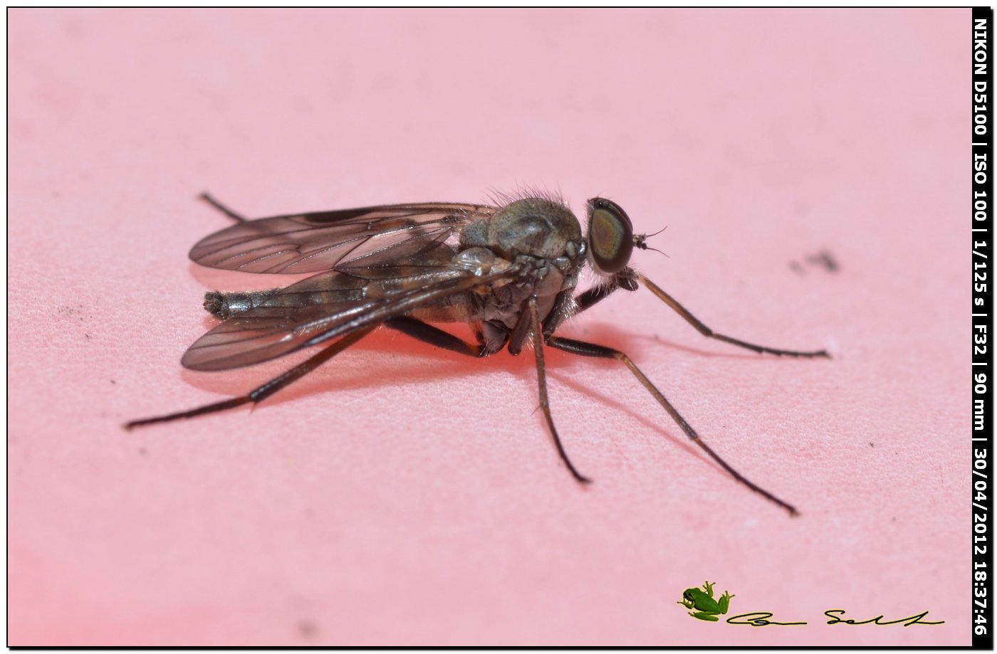 Chrysopilus sp.