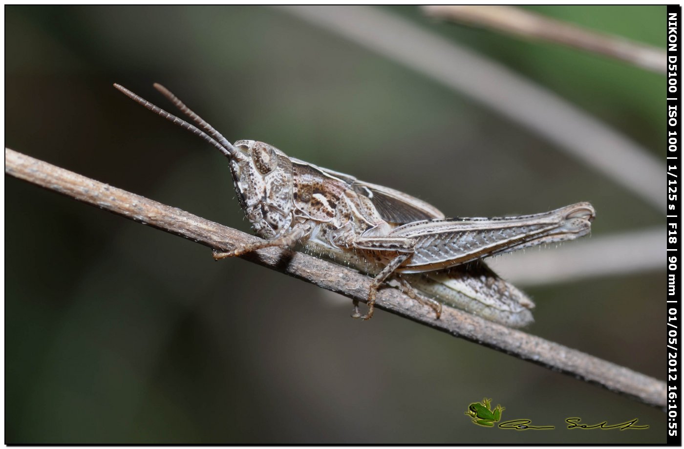 Ninfa di Acridiidae parassitata da acari