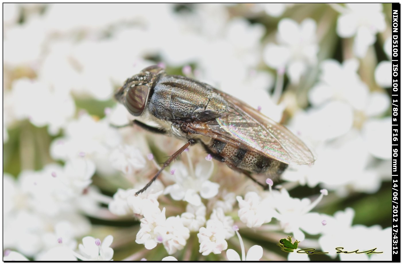 Stomorhina lunata (Calliphoridae)