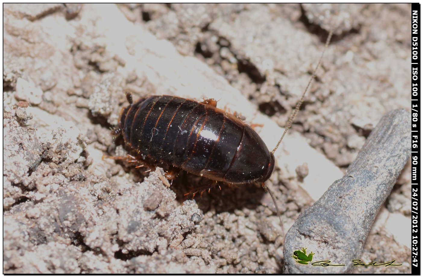 Loboptera decipiens (Germar 1817)