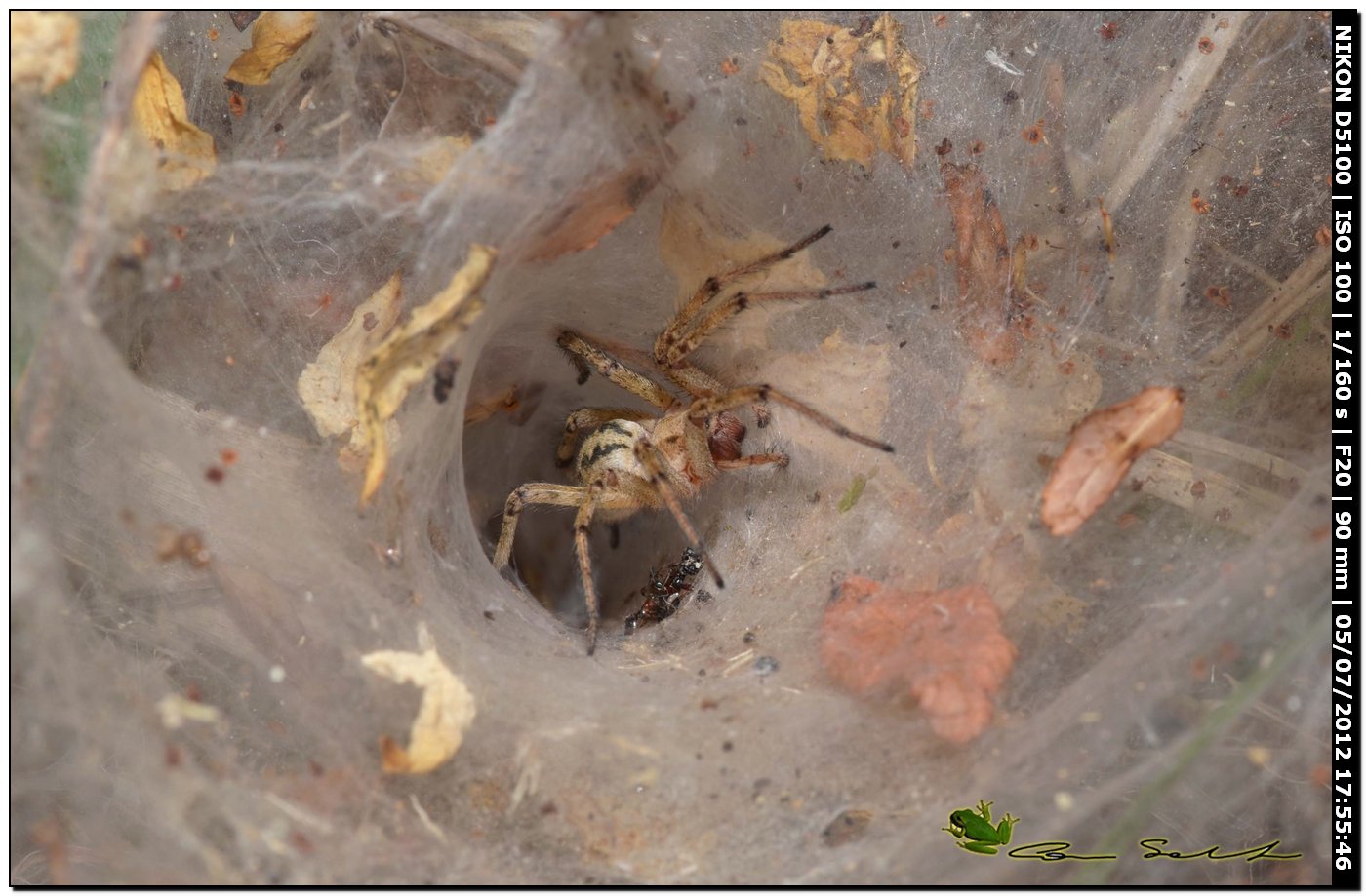 Agelena labyrinthica