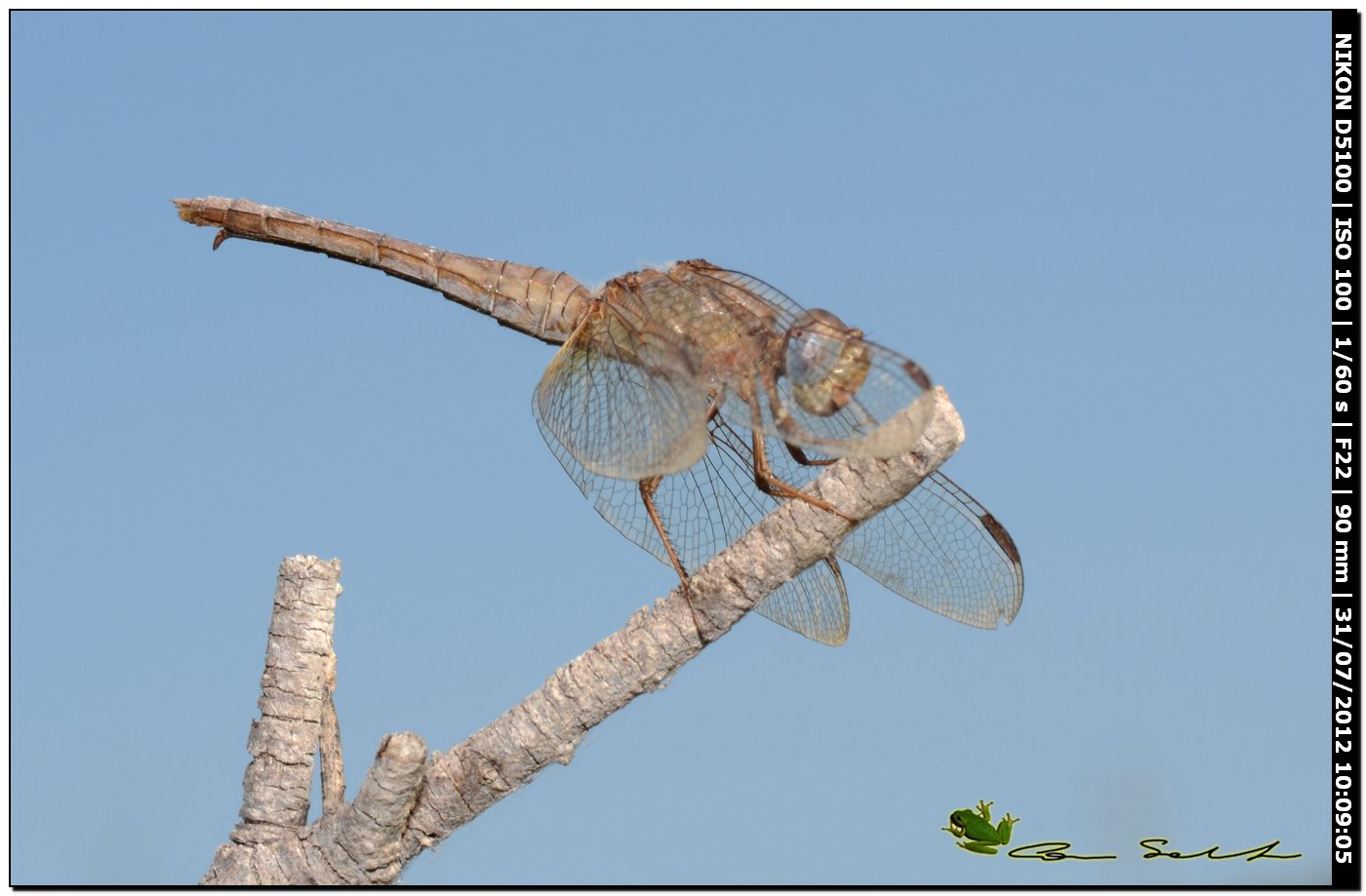 Crocothemis erythraea ♀