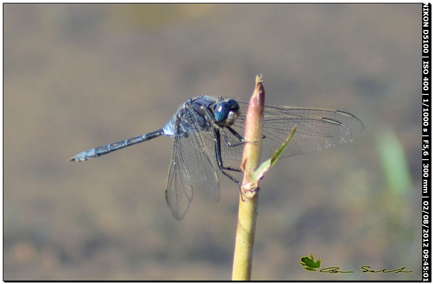 Orthetrum trinacria ♂