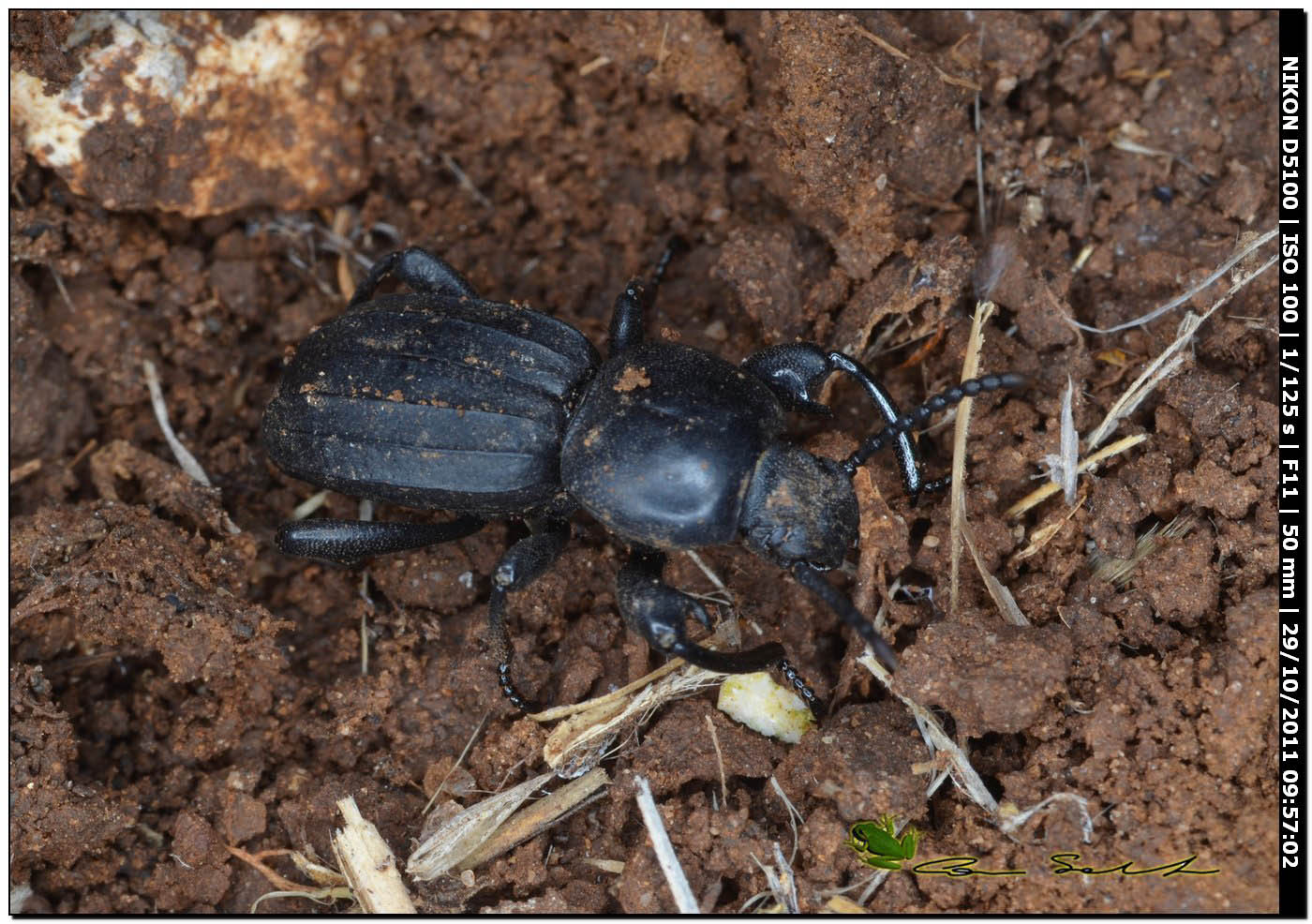 Carabidae? (No. Tenebrionidae - Scaurus sp.?)