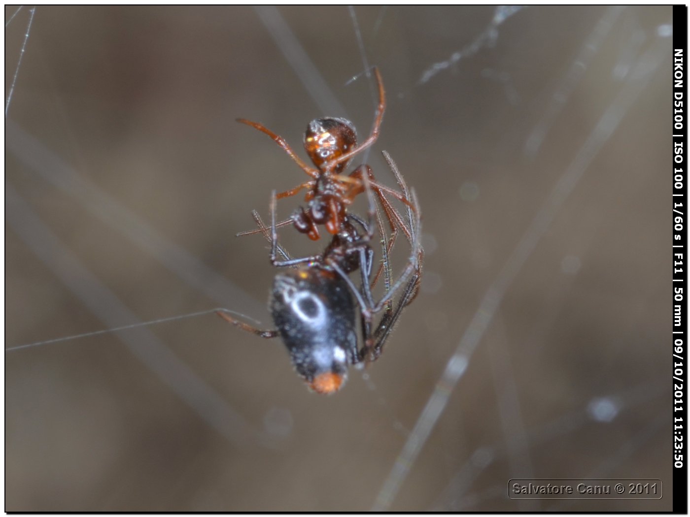 Accoppiamento Argyrodes sp.