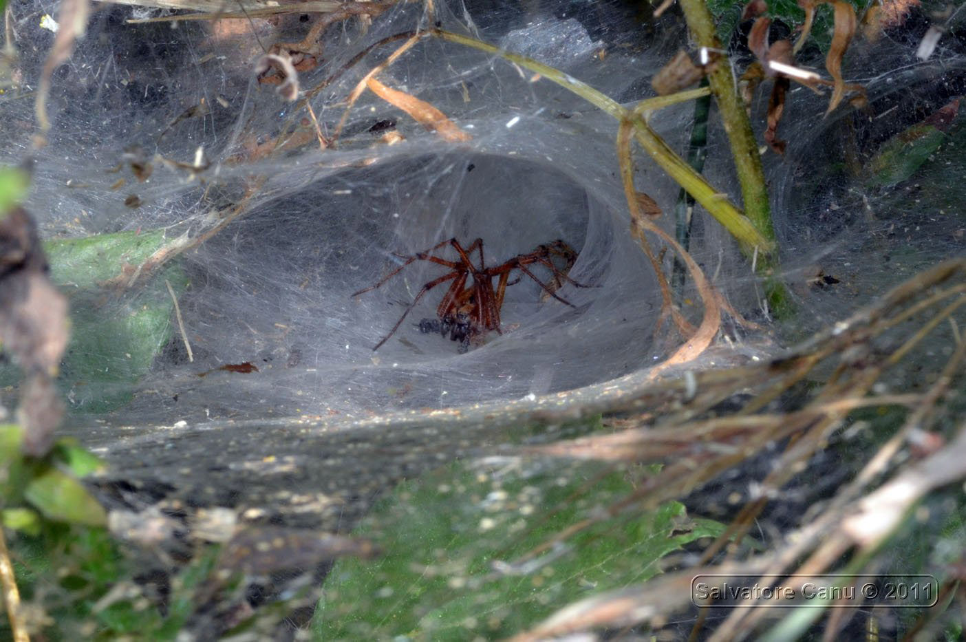 Intruso o corteggiatore? Agelena labyrinthica