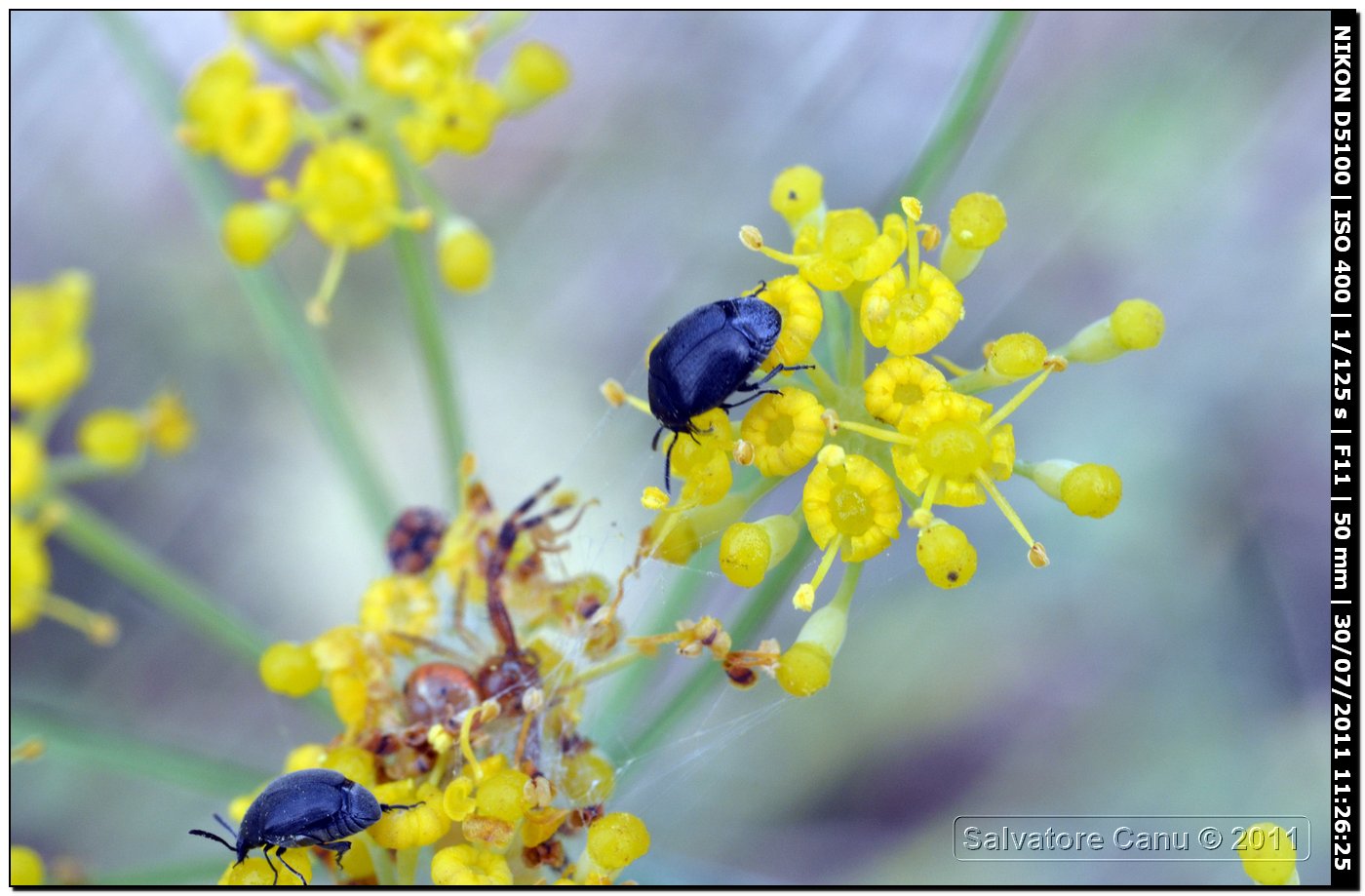 Chrysomelidae Bruchinae