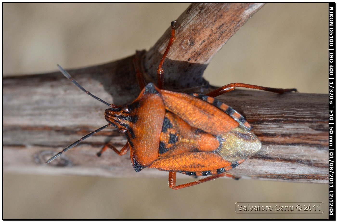 Carpocoris mediterraneus, diverse colorazioni