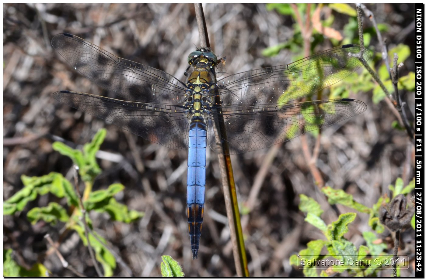 Orthetrum albistylum♂??