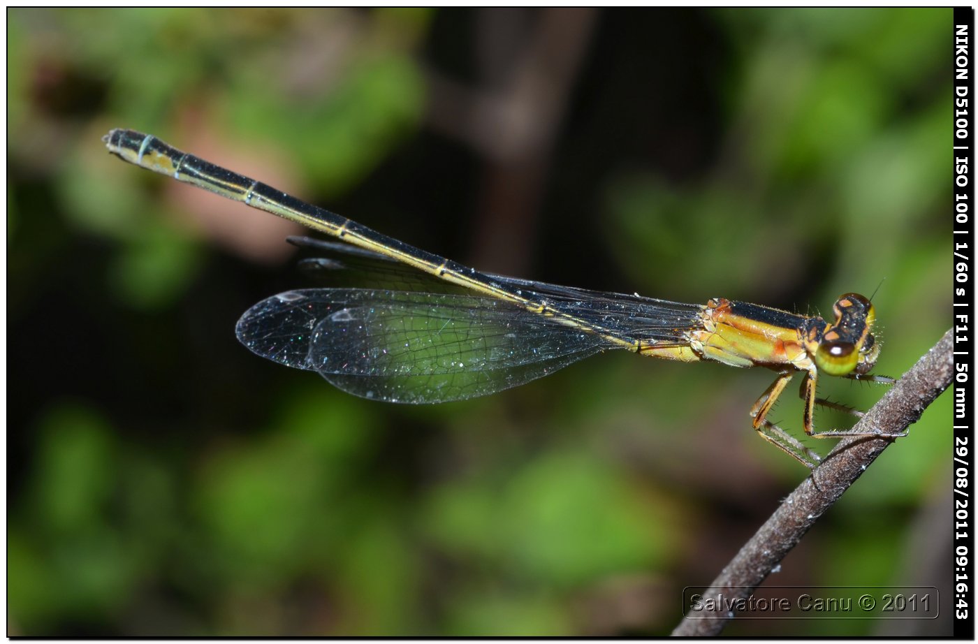 Ischinura genei & Erythromma viridulum