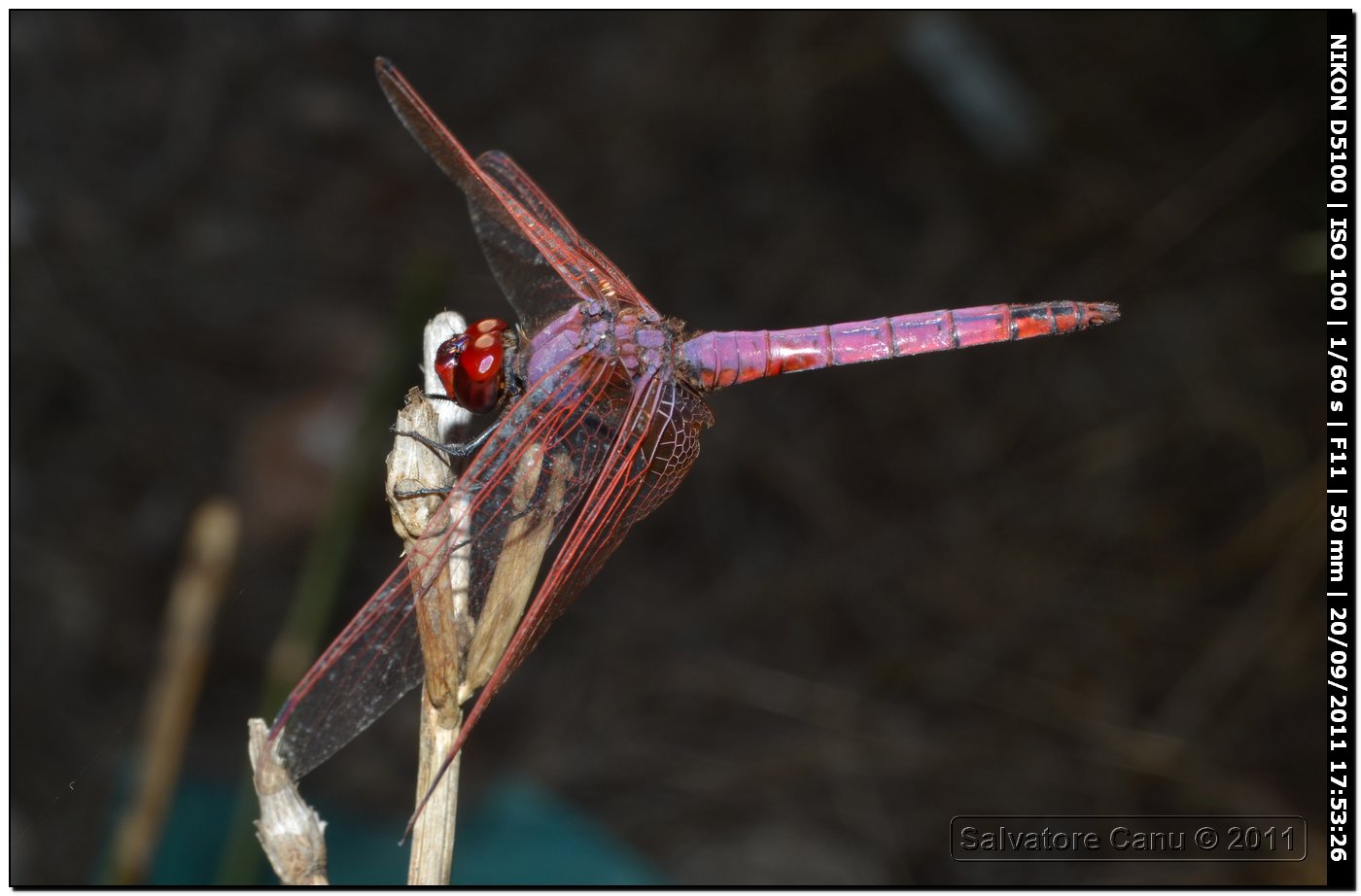 Trithemis annulata ♂