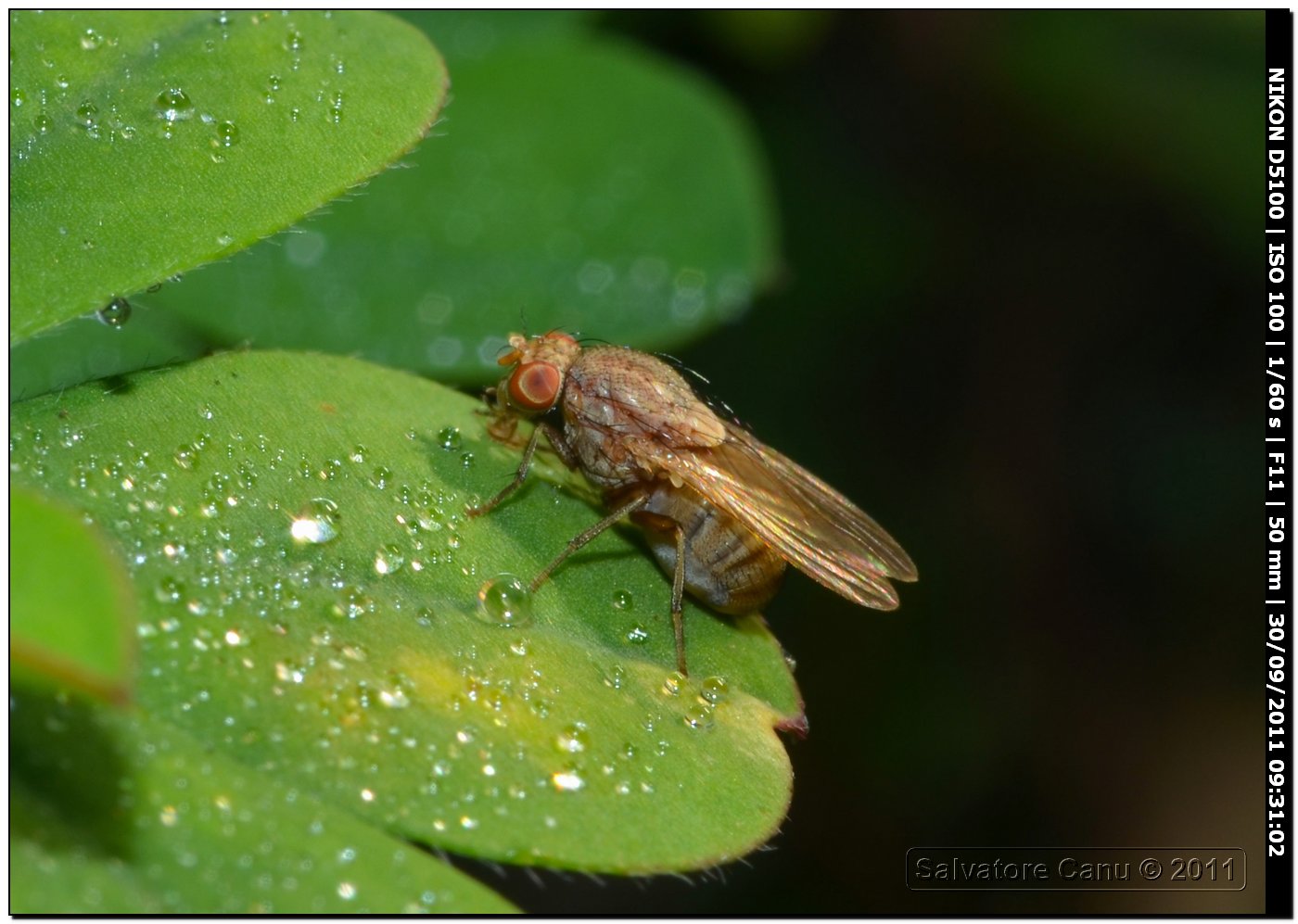 Heleomyzidae?  No, Lauxanidae