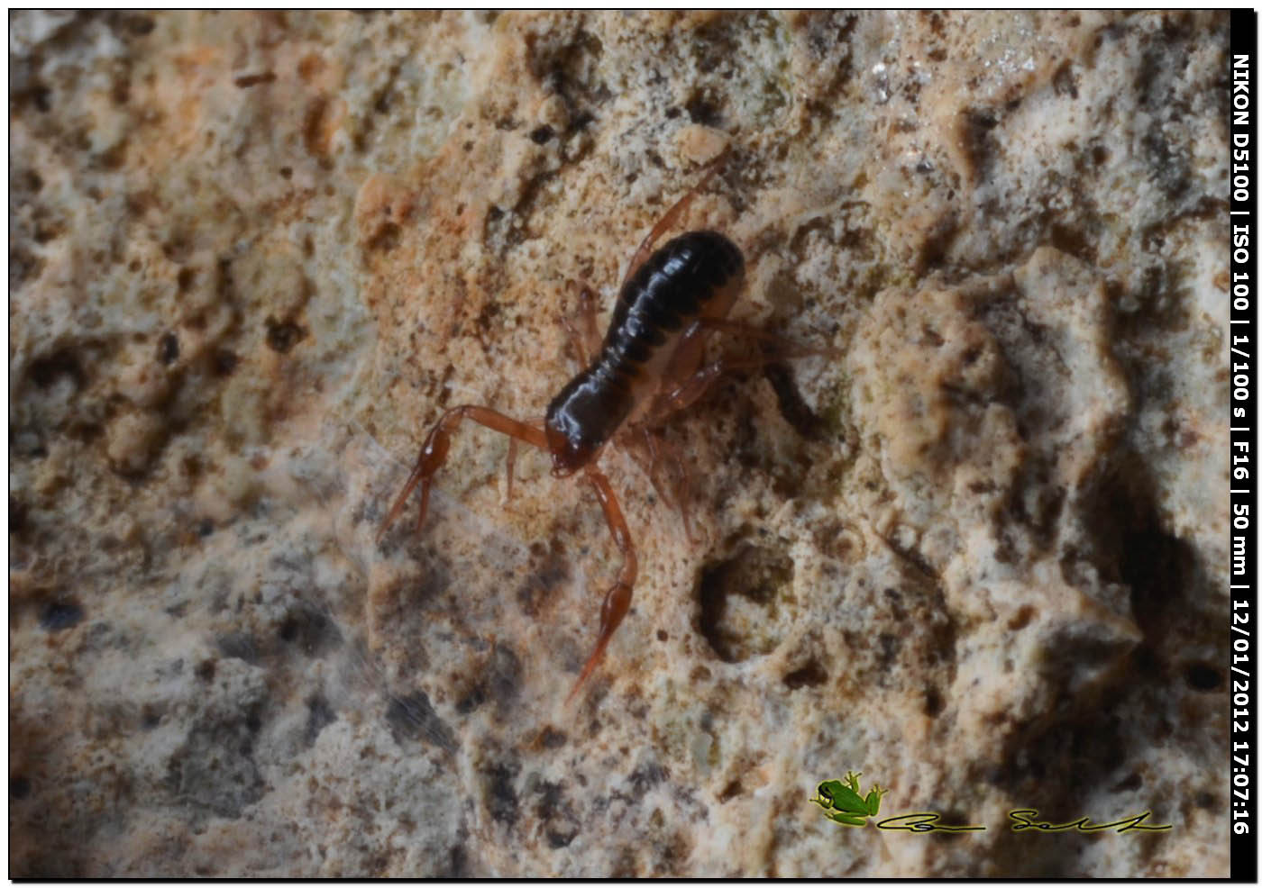 Pseudoscorpione, Chthoniidae