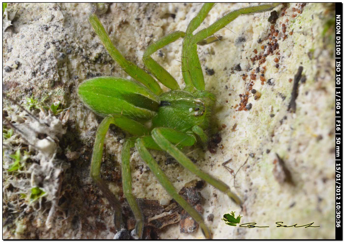 Micrommata ligurina