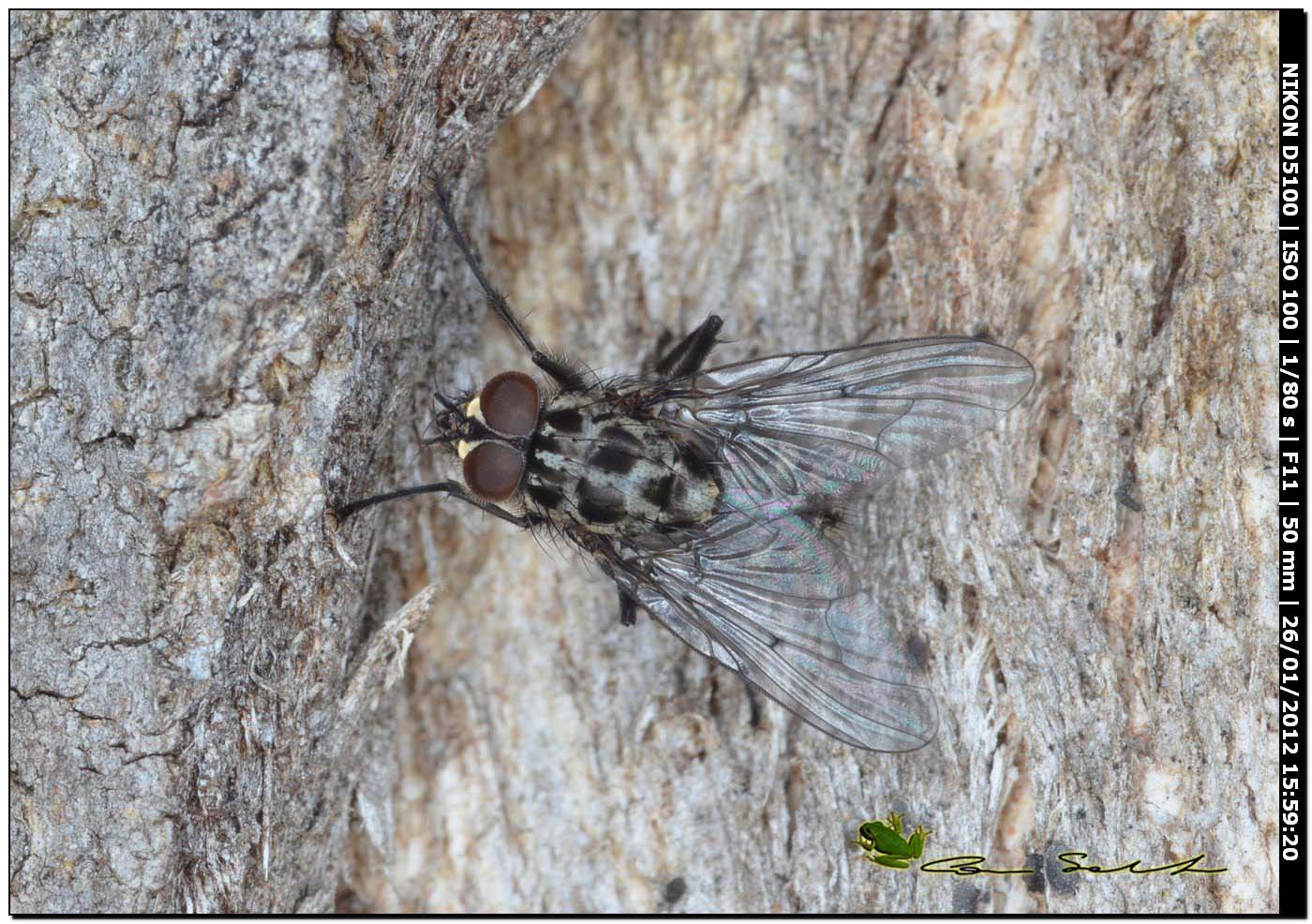 Phaonia trimaculata