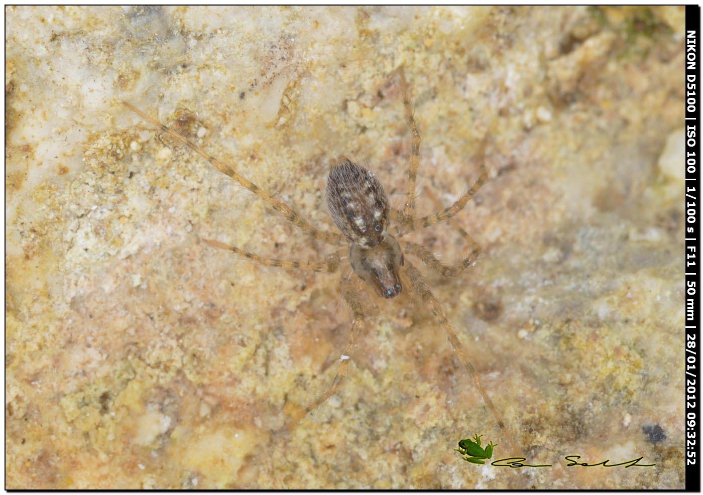 Tegenaria o Malthonica sp.