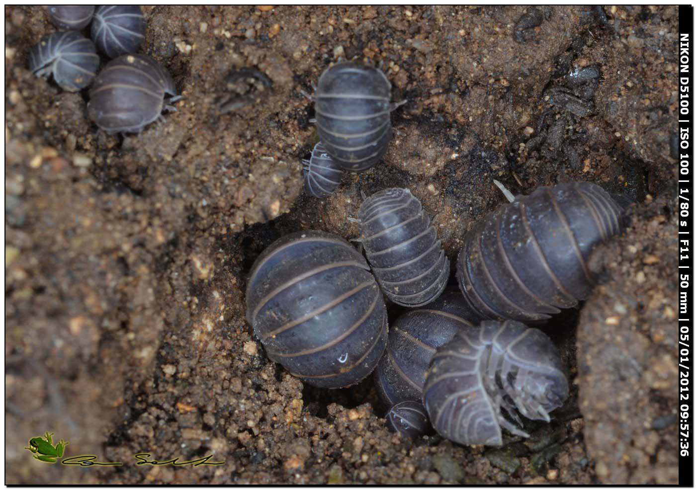 Isopoda: Armadillidium granulatum (Armadillidiidae) e Armadillo officinalis (Armadillidae)