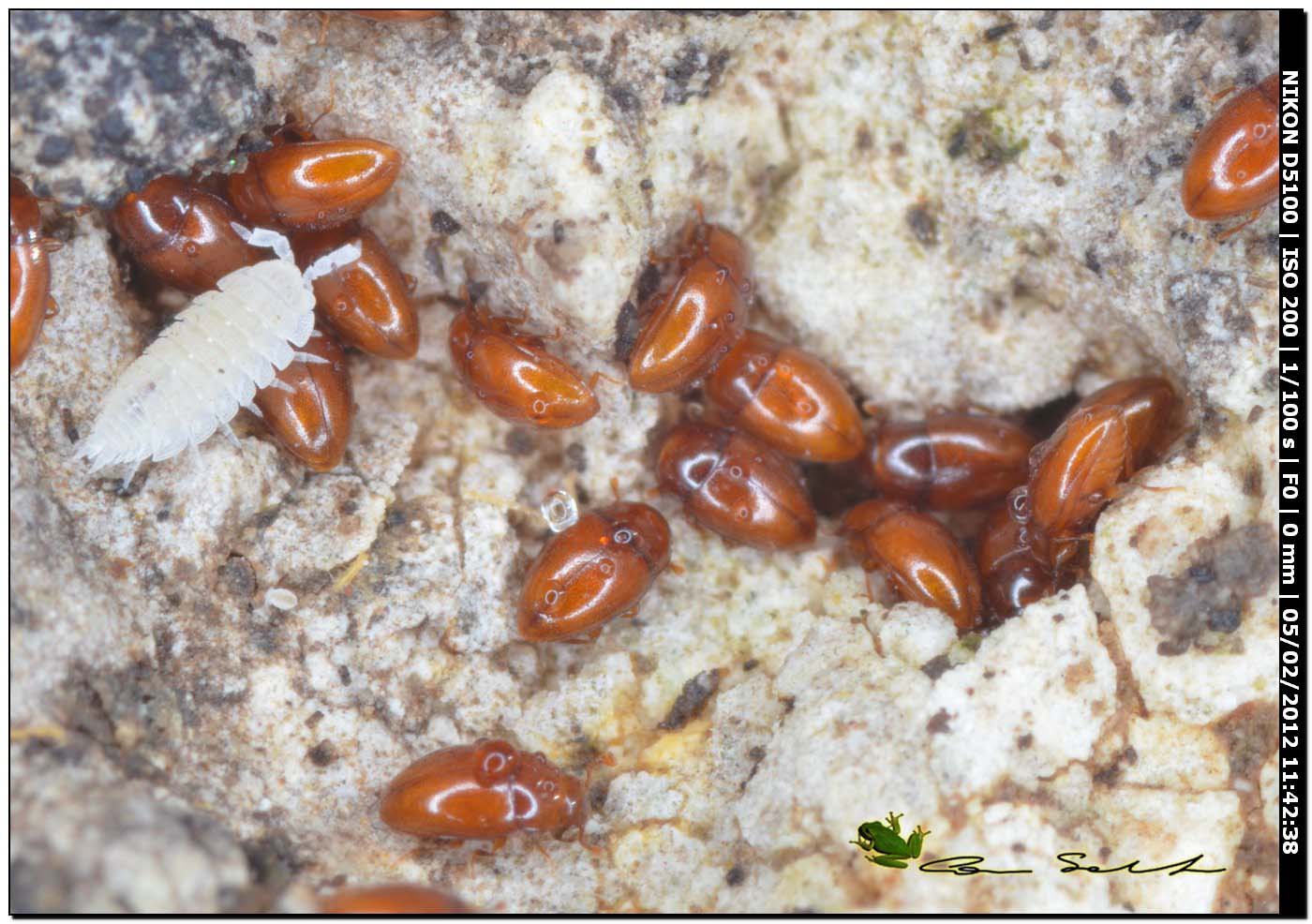 Piccoli da 1 mm Cholovocera formicaria (Endomichiidae)