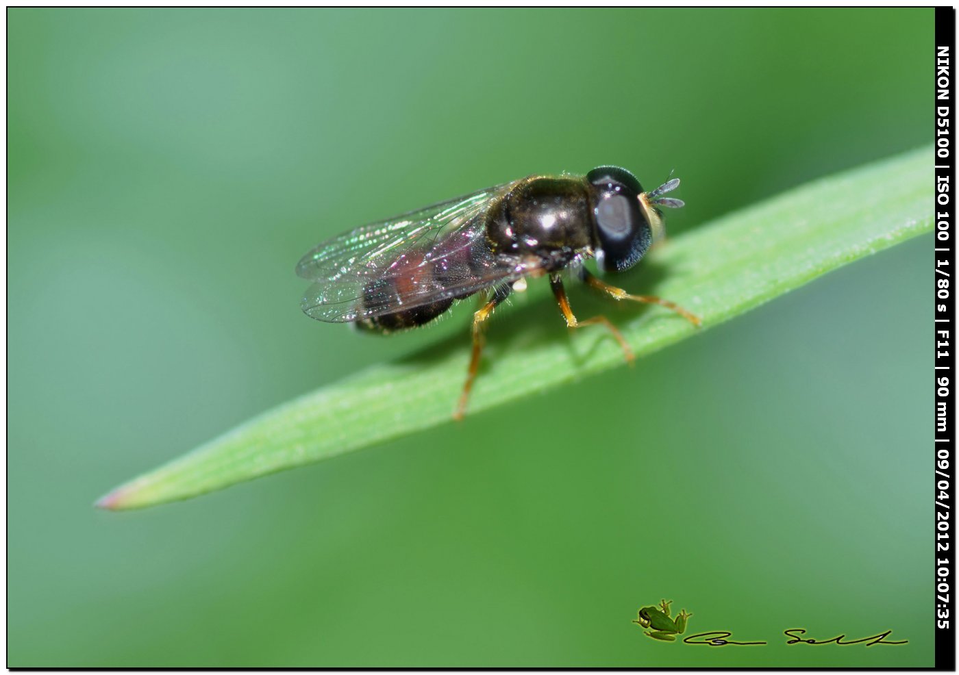 Stratiomyidae? da Usini