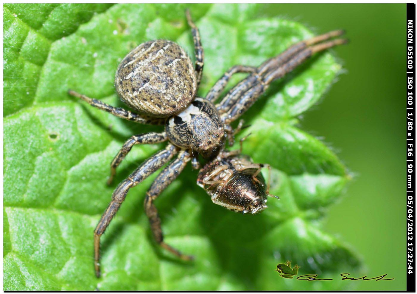 Xysticus sp. con preda