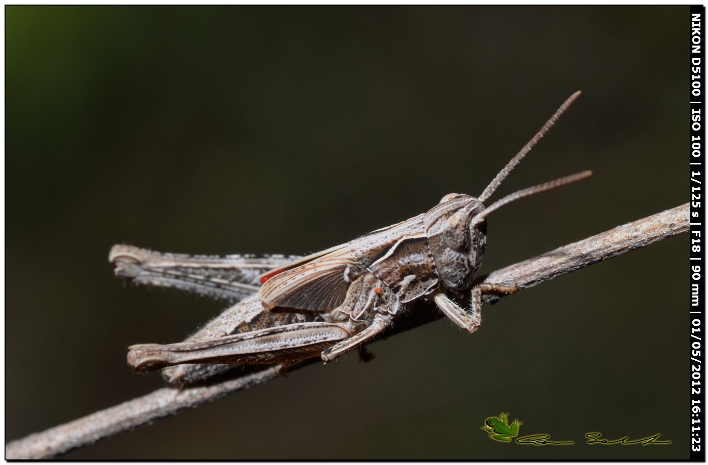 Ninfa di Acridiidae parassitata da acari