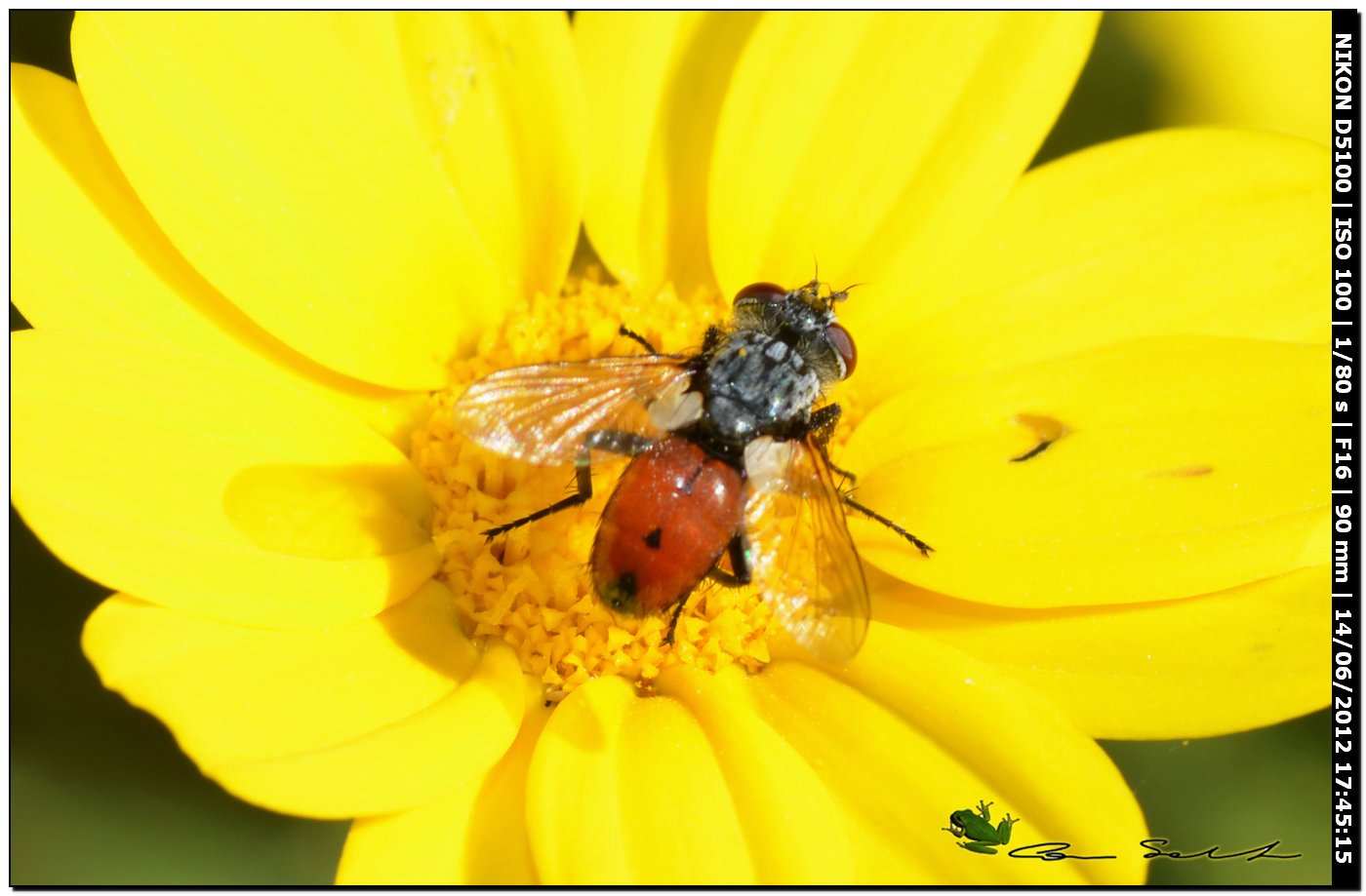 Da id., Tachinidae?