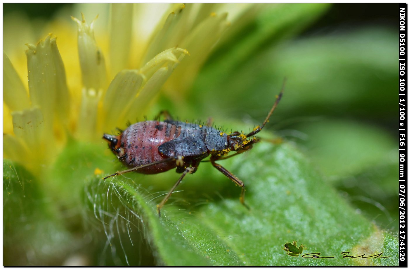 Ninfa spinosa con rostro: Deraeocoris ruber