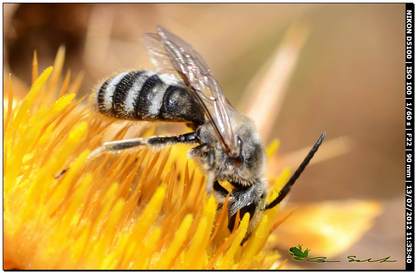 maschio di Lasioglossum cfr albocinctus