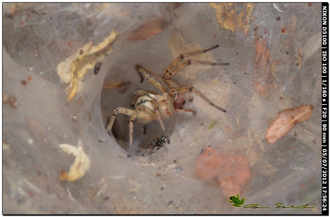 Agelena labyrinthica