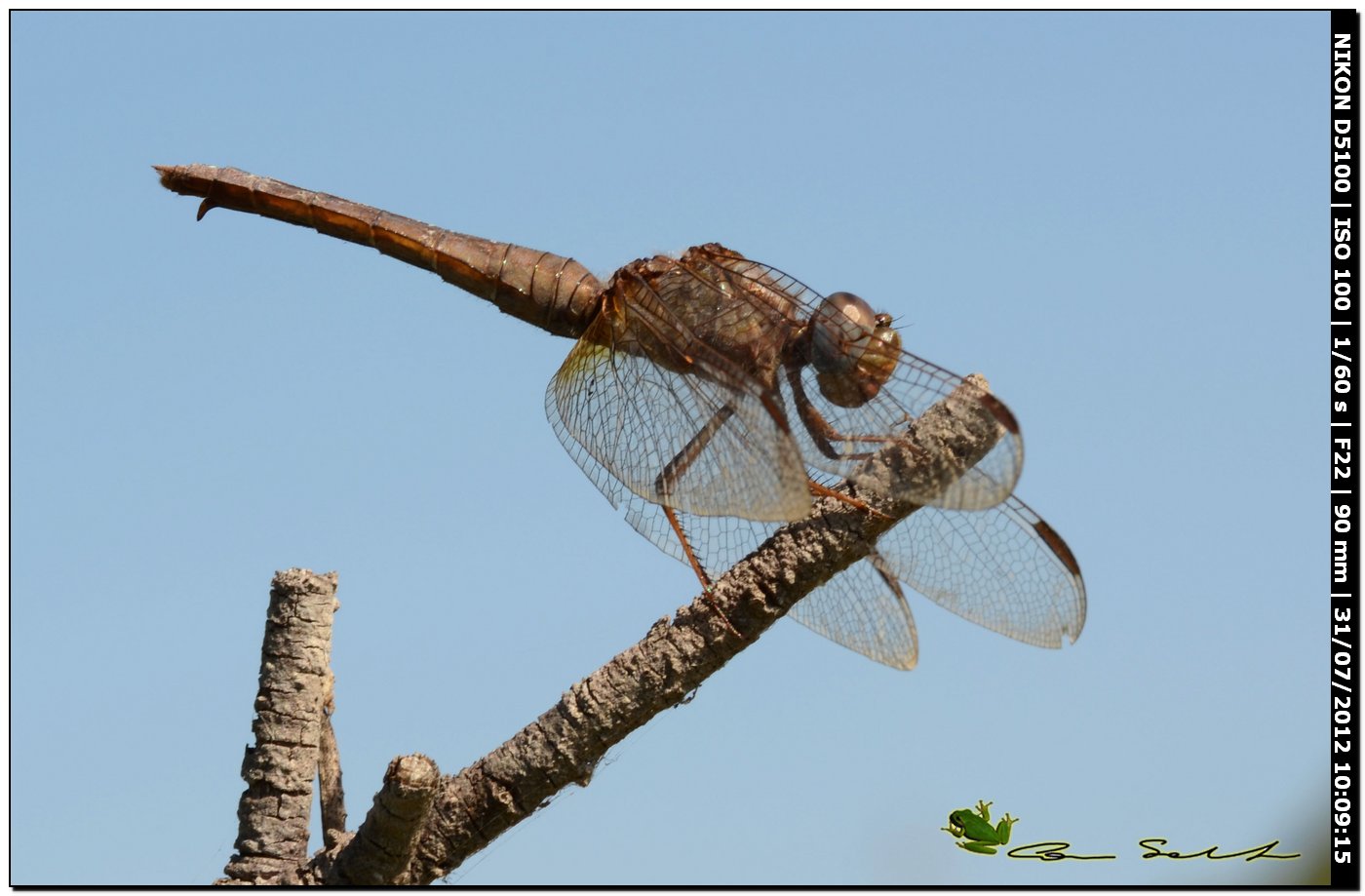 Crocothemis erythraea ♀