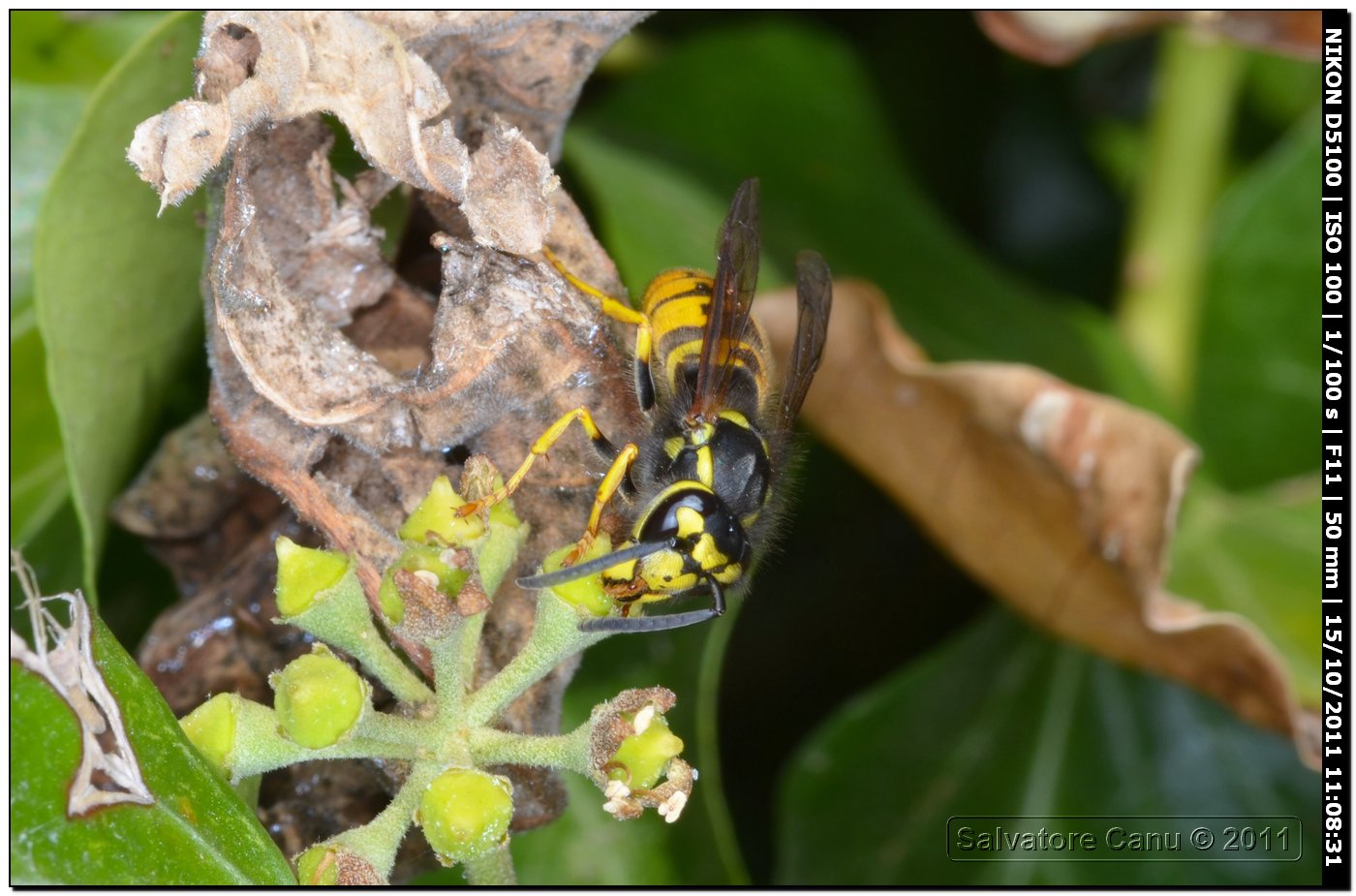 Vespula germanica (Vespidae)