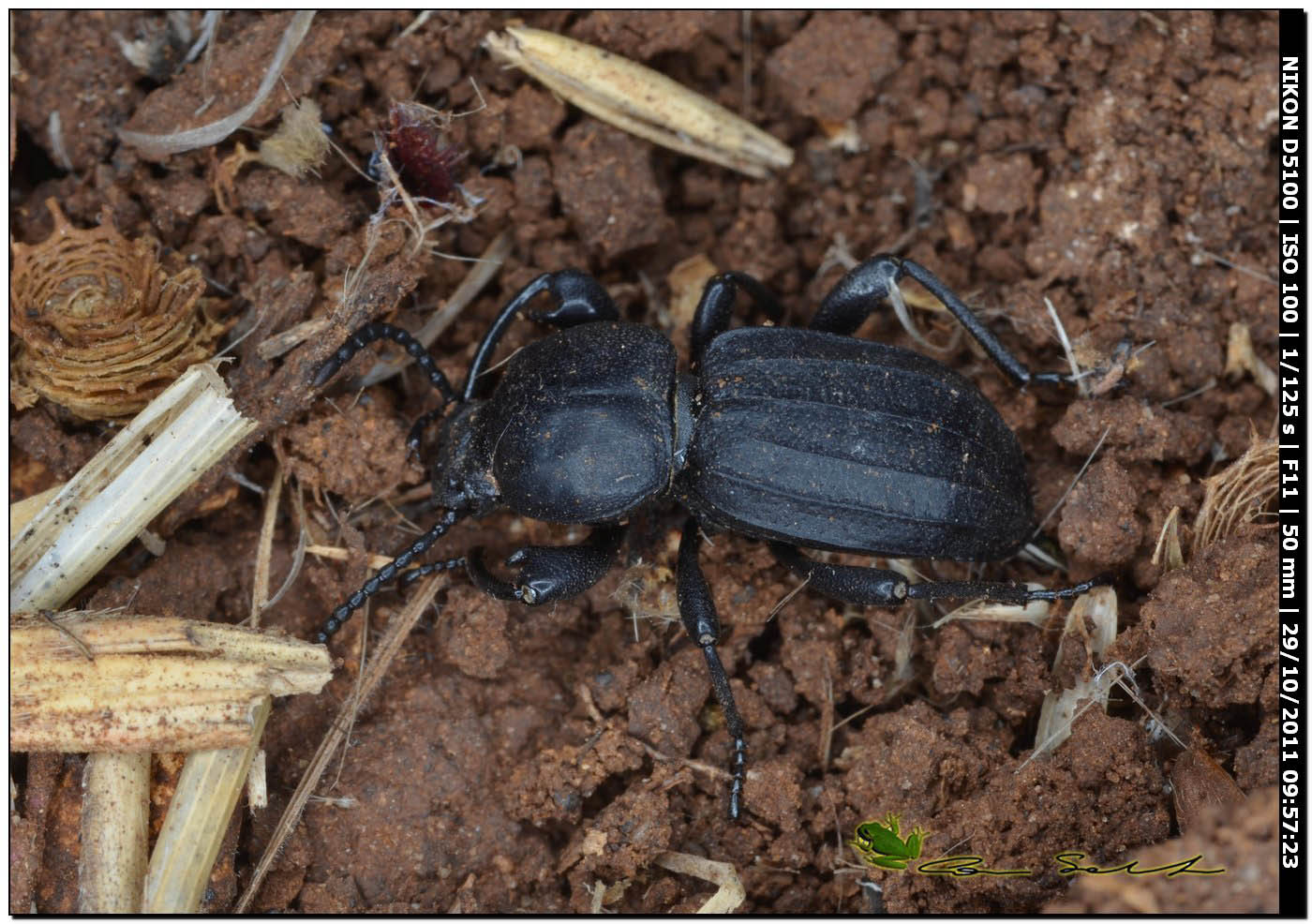 Carabidae? (No. Tenebrionidae - Scaurus sp.?)