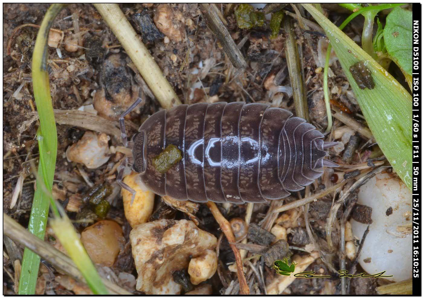 Armadillidium sp.