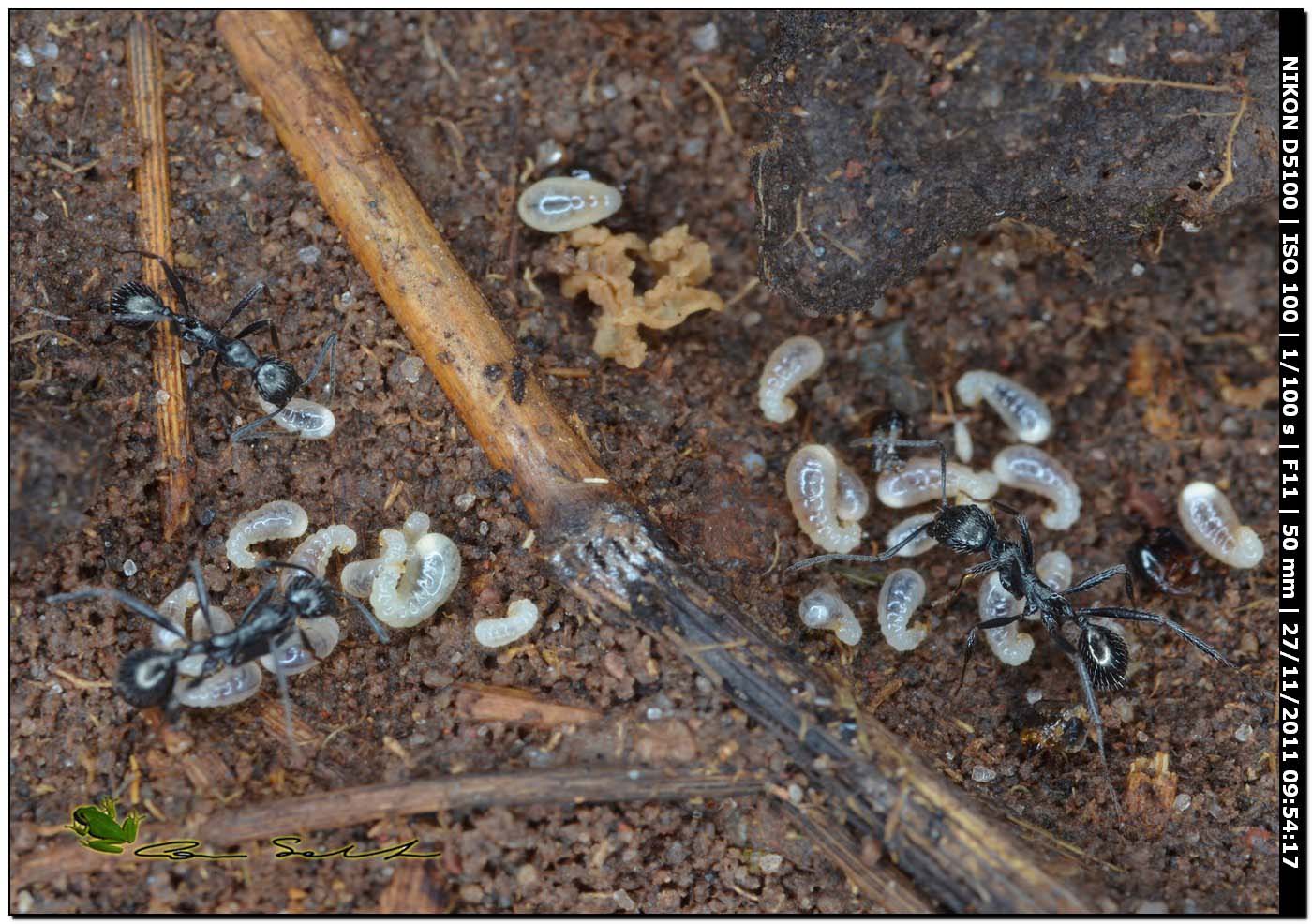 Aphaenogaster spinosa (con cibo preparato per le larve?)