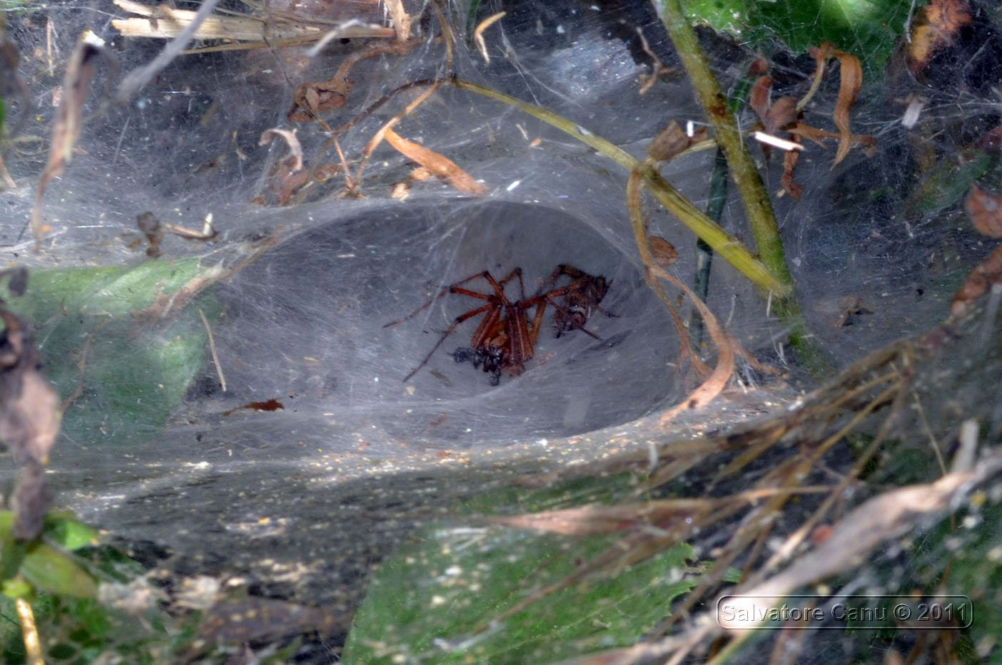 Intruso o corteggiatore? Agelena labyrinthica