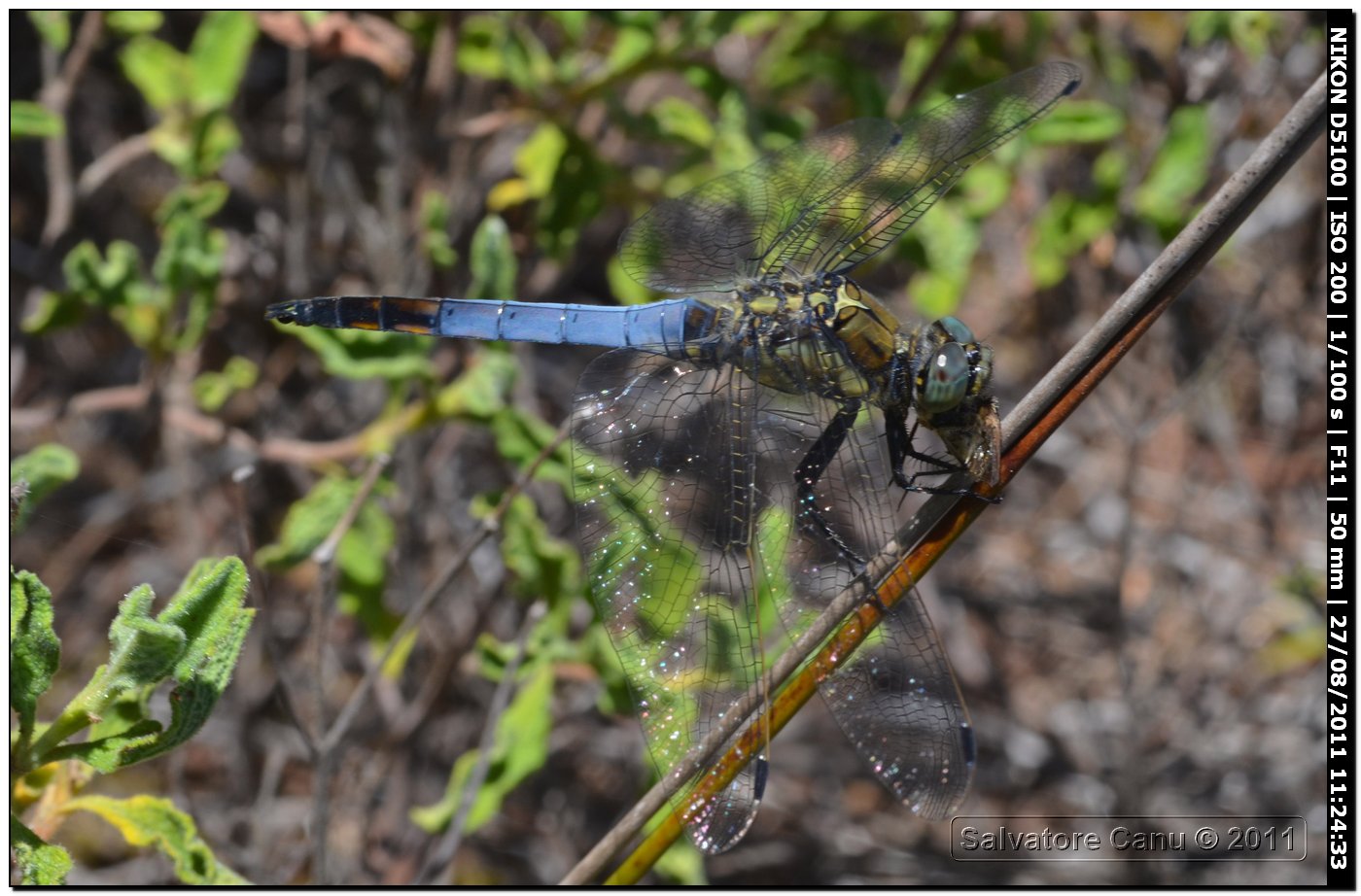 Orthetrum albistylum♂??