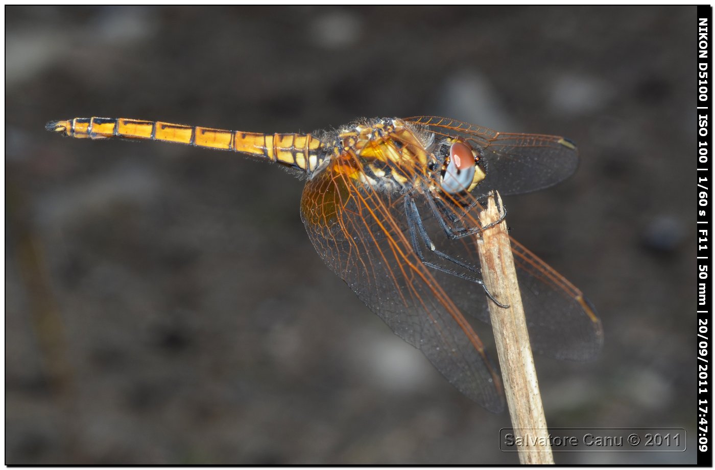 Trithemis annulata ♀